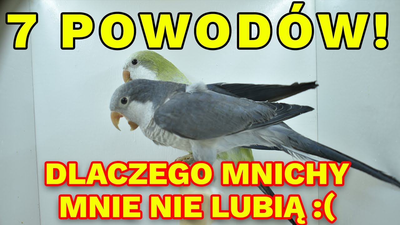 7 powod&oacute;w dlaczego mnichy mnie nie lubią! *UTRUDNIAJĄ NAGRYWANIE* | HODOWLANIMF.PL
