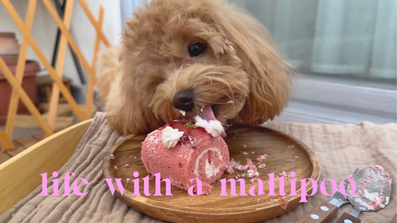 Life with a Maltipoo 🐾 Sunday vlog 🧸🌧️ rainy day walk & simple celebration 🤎🎂🍩