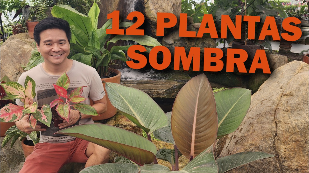 12 PLANTAS para ambientes SOMBREADOS ou internos.