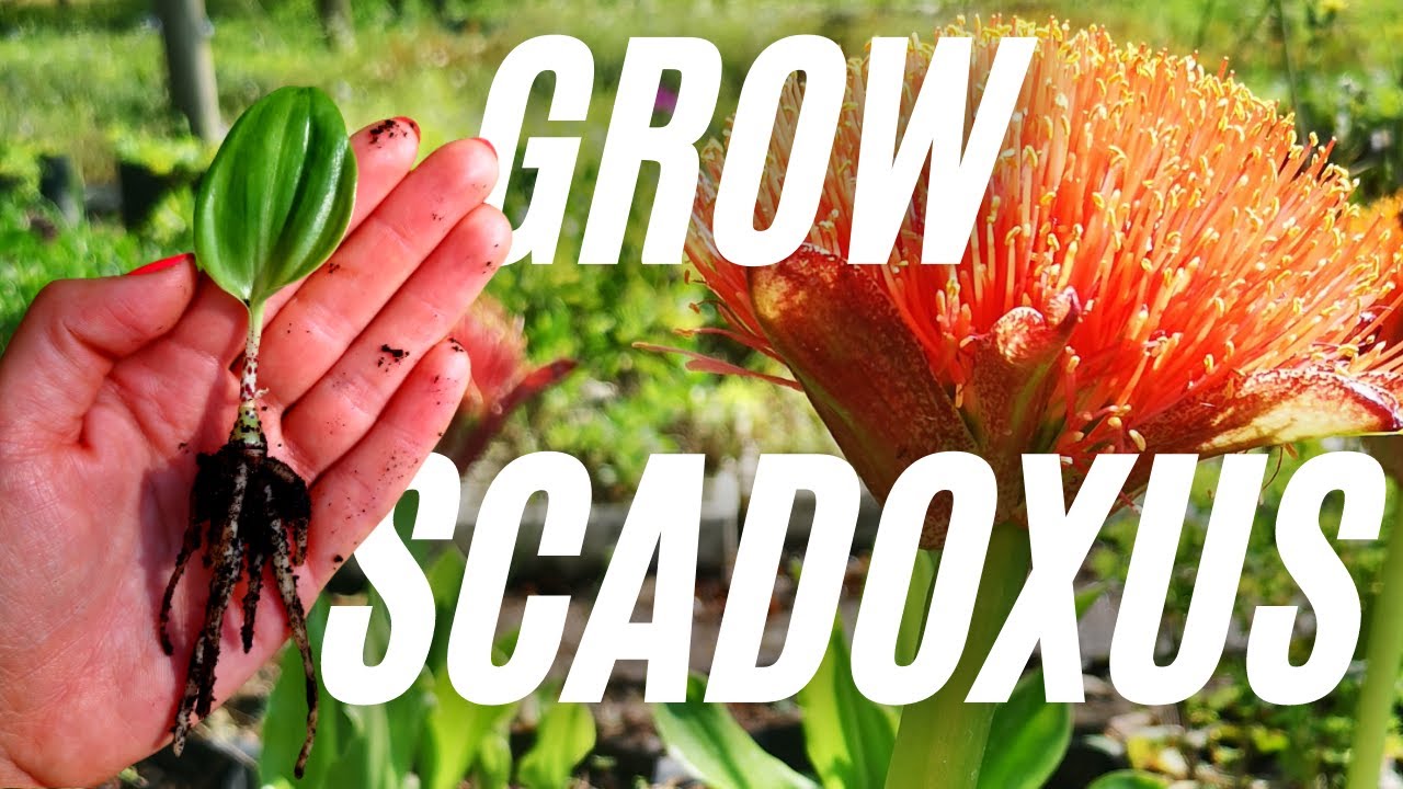 How To Grow The Scadoxus Bulb From Seed || Indigenous South African Bulb Propagation