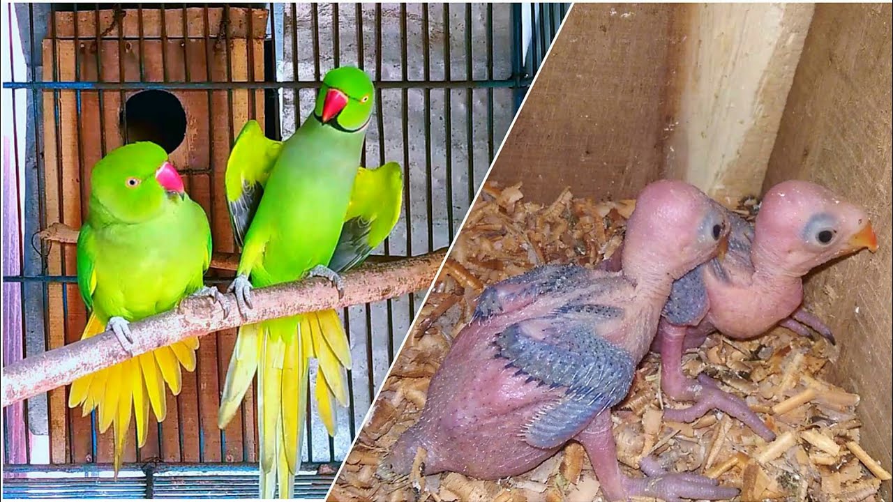 Indian Ringneck Parrot Breeding Progress | Ringneck Breeding Tips