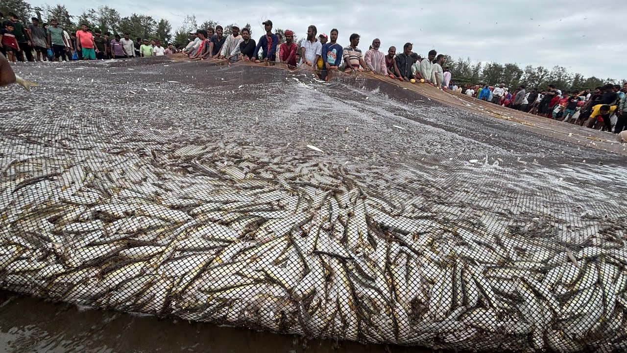 Thousands of Fish in One Net 😱 | Amazing Fishing Scene at Caranzalem Beach, Goa 