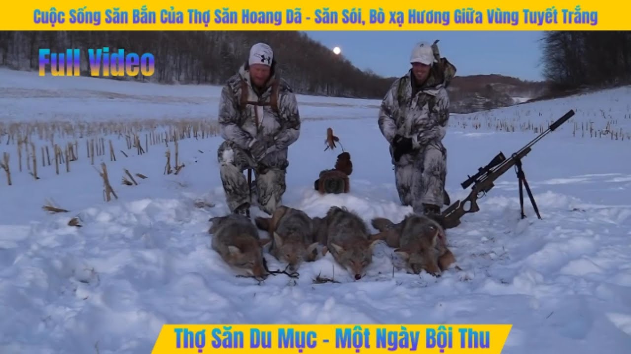 Thợ săn Hoang D&atilde; - Săn S&oacute;i, B&ograve; Xạ Hương C&ugrave;ng Người Bản Địa Inuit Ở Alaska Băng Gi&aacute; || Gấu Ca Reivew