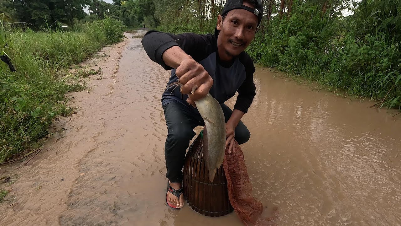 ใช้สุ่มจับปลาบืน ได้เยอะมาก ปลาดุก ปลาช่อน ปลาสลิด ปลาหมอ  |  พรานหมึก คนตีผึ้ง