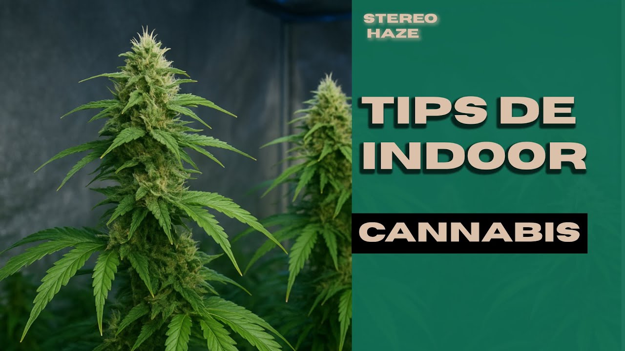Los MEJORES TIPS para tu CULTIVO INDOOR - CANNABIS