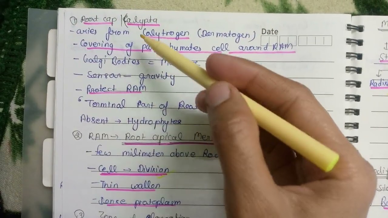 Morphology of flowering plants 🌷🌻@studywithpriyanka720🥼🩺