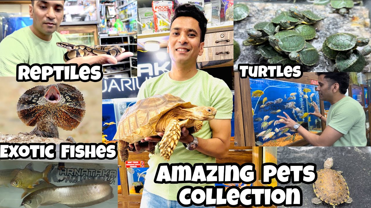 Tortoise in India | Turtles in India | Frilled Neck Dragon | Karnataka Aquarium | Albino Tortoise