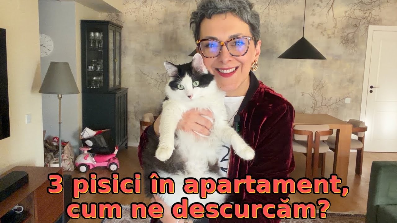 3 pisici în apartament | Mobilă rezistentă, litiere, cum facem față părului | VLOG