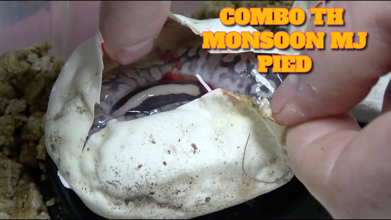 Making Some TH Lightning Pied Monsoon!
