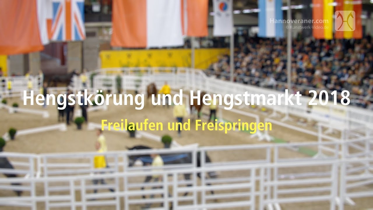 Hannoveraner Hengstk&ouml;rung 2018 - Freilaufen und Freispringen