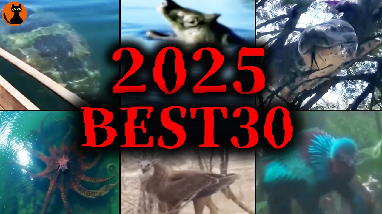 【総集編50分】これはガチの未確認生物...2025年黒ネコが選ぶ興味深いUMA映像BEST30選
