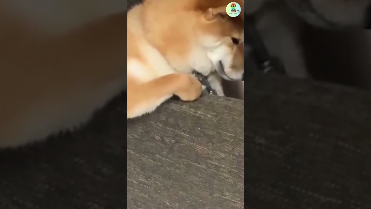 Viral Pet Chuckles: Best Funny Clips | 