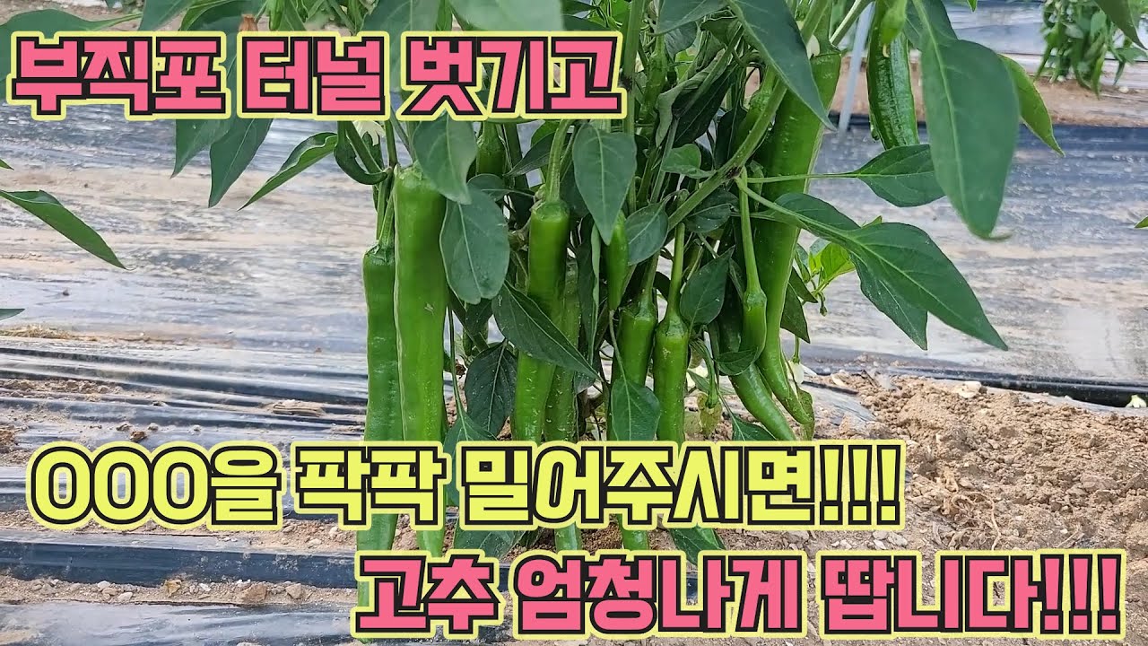 고추, 질산질을 팍팍 밀어주실 때입니다!! 부직포 터널 고추농사 잘 짓는 법!!