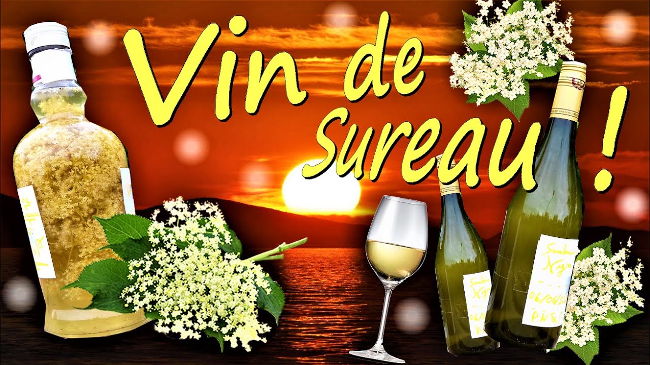 🏵️Comment faire son vin de fleurs de Sureau ?