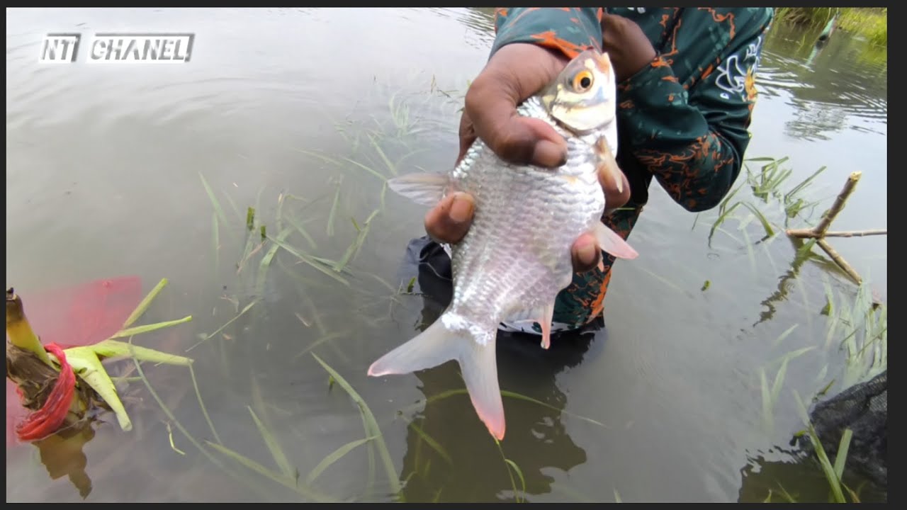 Serunya mancing ikan tawes sirip merah / lalawak