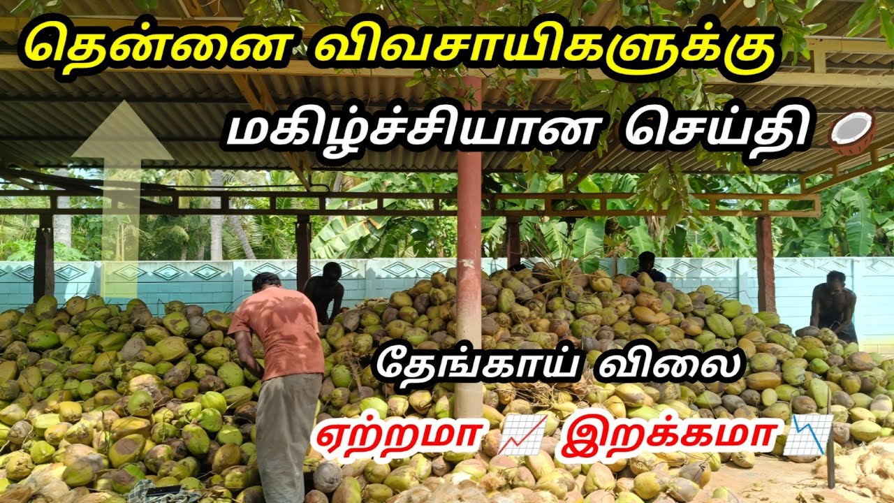 தேங்காய் விலை நிலவரங்கள் 🥥 Coconut Market Price in Tamil