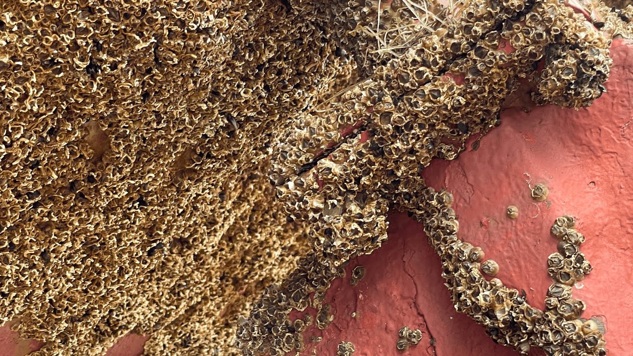 Barnacles Removal Perfection – Satisfying ASMR No Talking Boat Cleaning