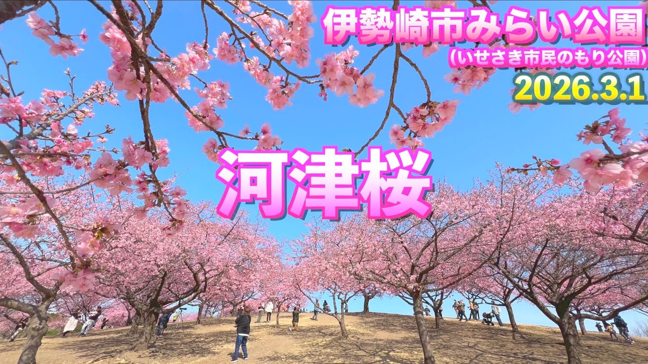 【満開まであとわずか】【伊勢崎市みらい公園 河津桜2026】【群馬県　伊勢崎市】／４Ｋ／Kawazu cherry blossom
