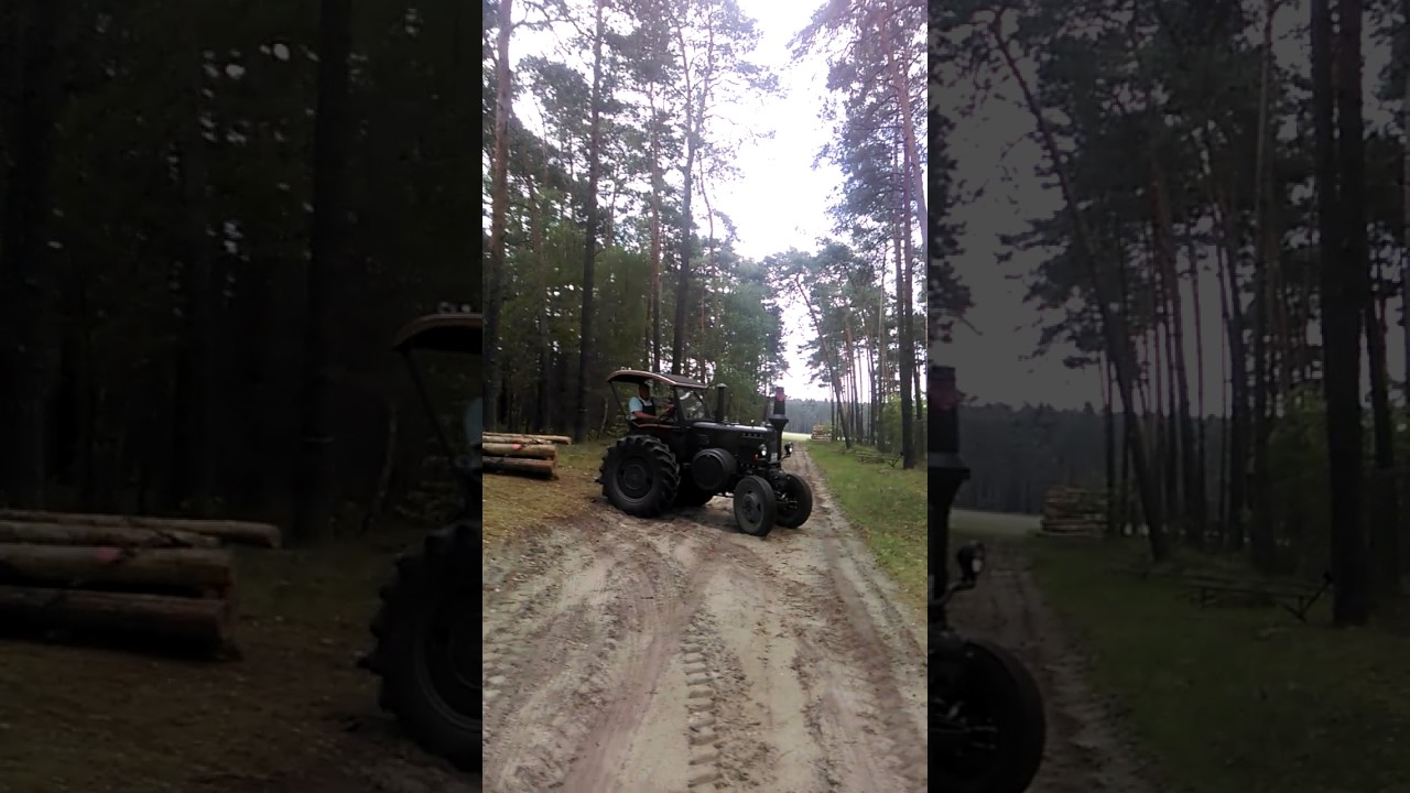Mit Pio und Bulldog im Wald Teil 1