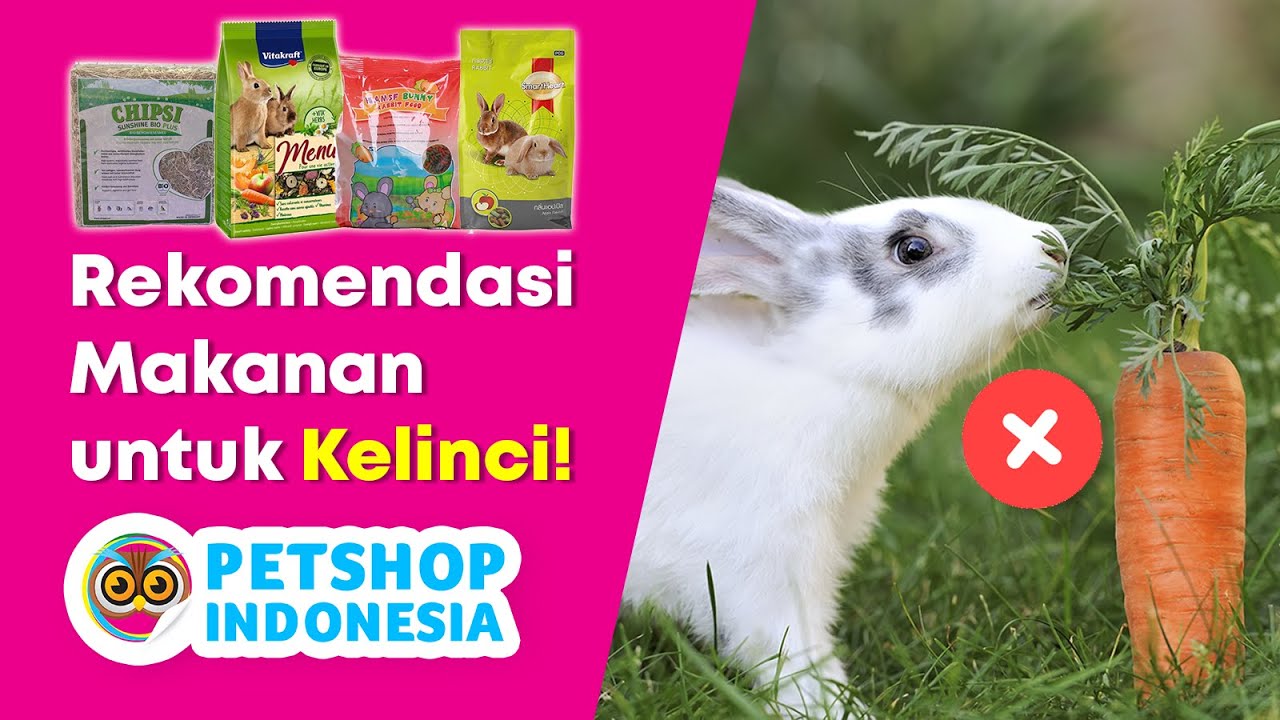 Rekomendasi Makanan Kelinci TERBAIK & SEHAT dari Petshop Indonesia