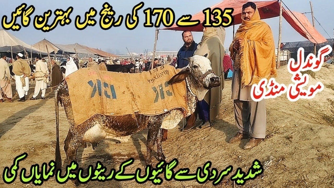 Gondal Mandi latest update 15 Jan 2026!Low and Middle Prices MilkingCows!best cow for sale in Punjab