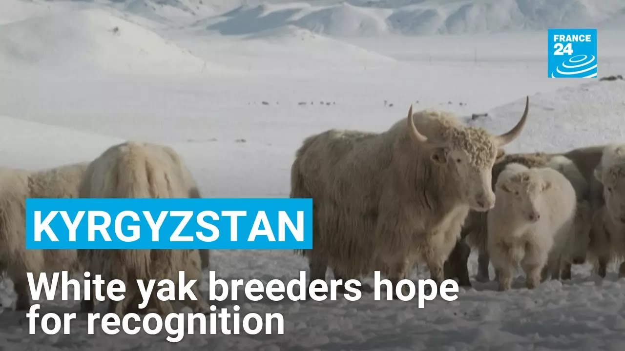 Kyrgyzstan: White yak breeders hope for recognition amid agricultural revival • FRANCE 24 English