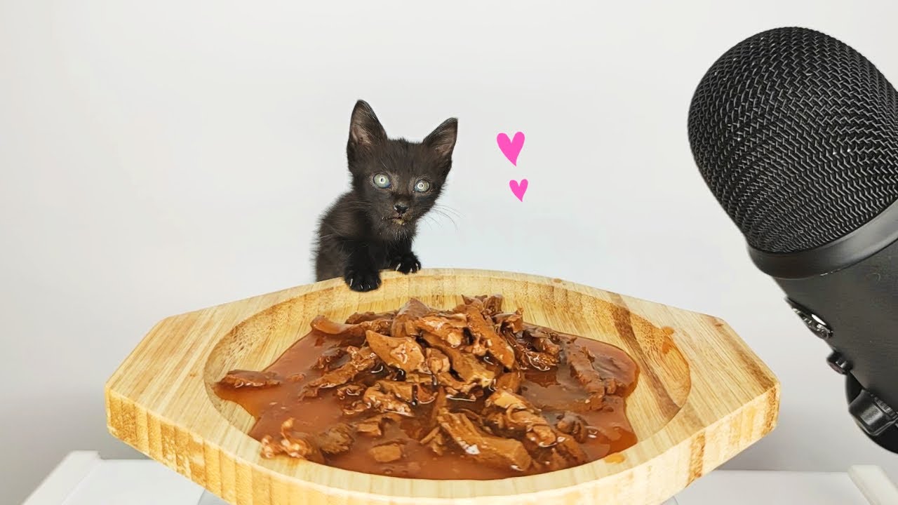 Kitten eating wet cat food ASMR