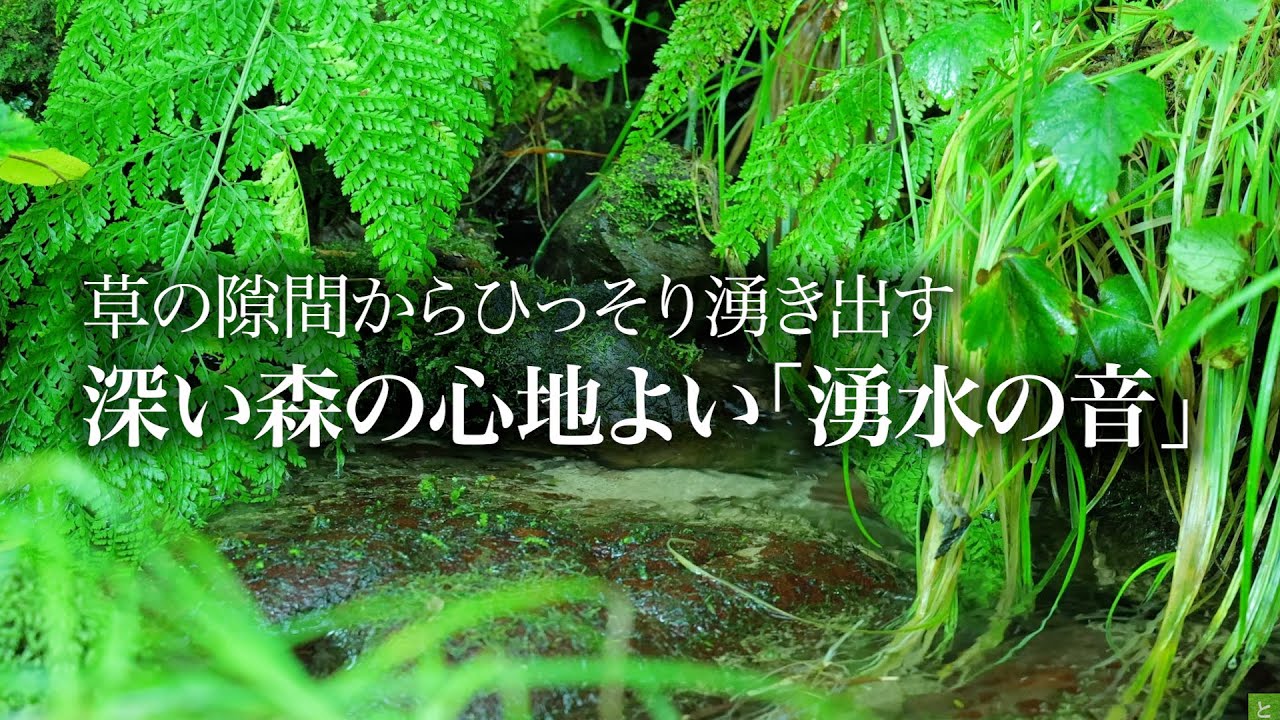 【癒しの川音】森の奥深くから冷たい水が湧き出る川の音で大脳皮質を冷やして眠る自然の音楽