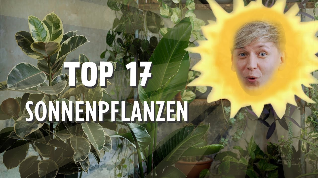 Die BESTEN 17 Zimmerpflanzen für sonnige Standorte 😎