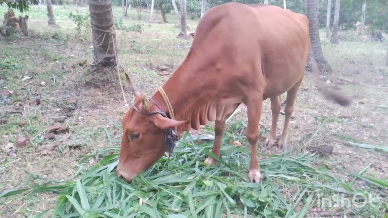 අපිට ගොඩක් උදවු කරන එළ හරක් 