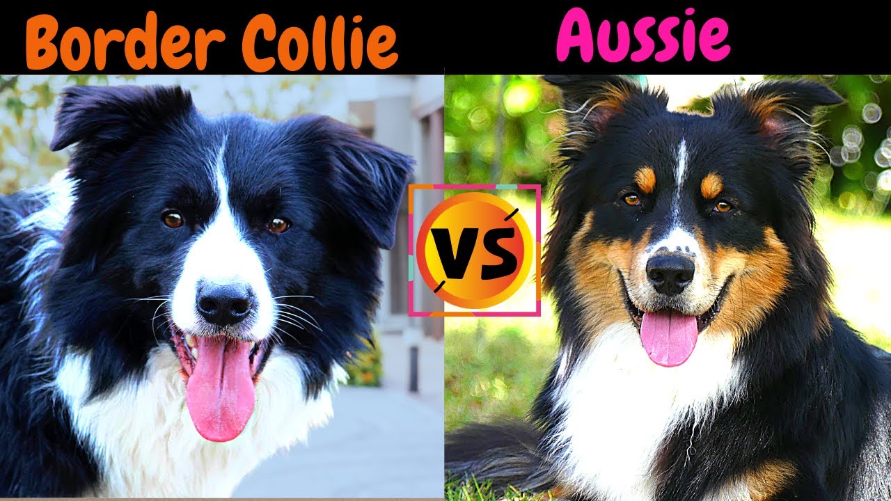 Border Collie VS Australian Shepherd  / Which One Should You Choose?