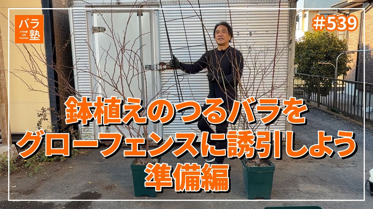 #539 鉢植えのつるバラをグローフェンスに誘引しよう準備編
