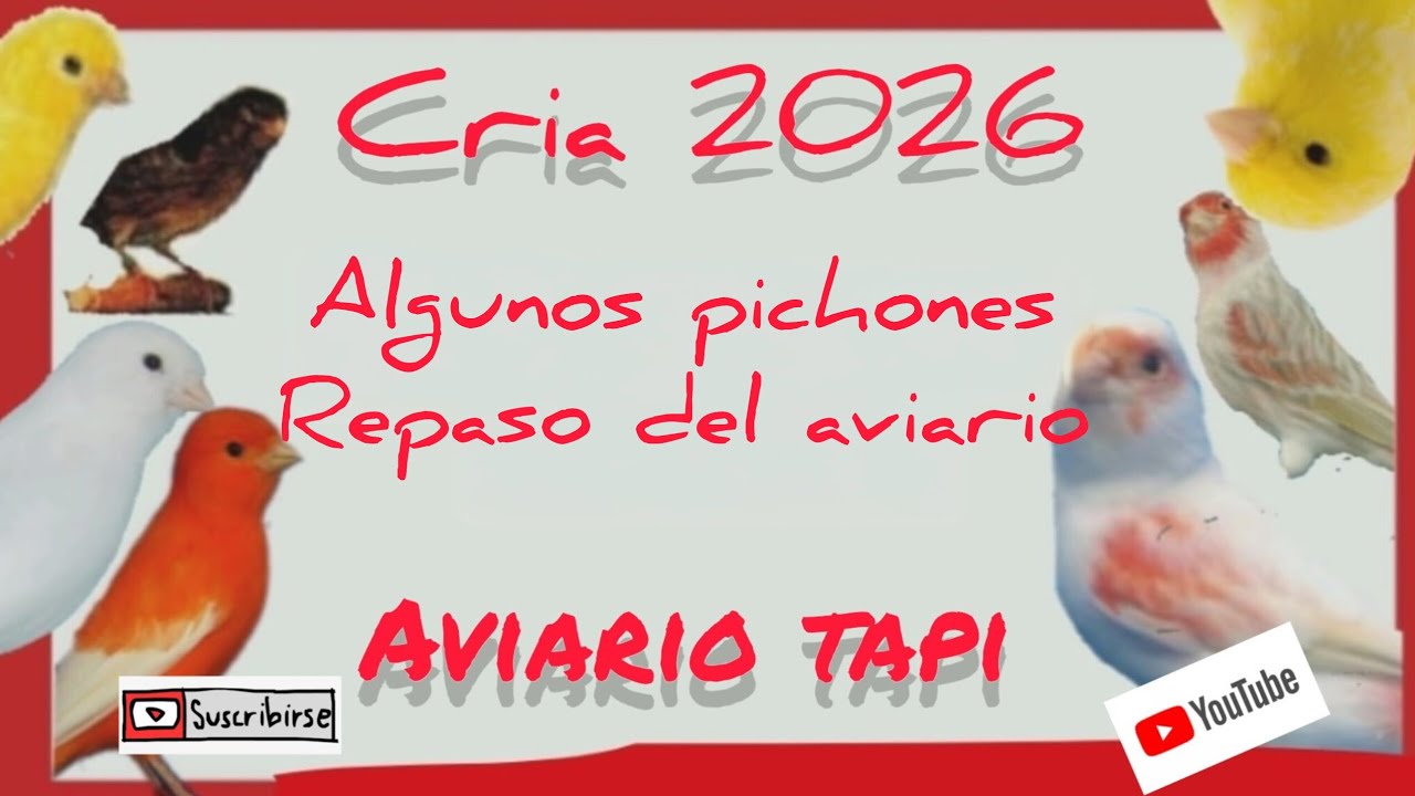 Tenemos pichones,empiezo a anillar. 