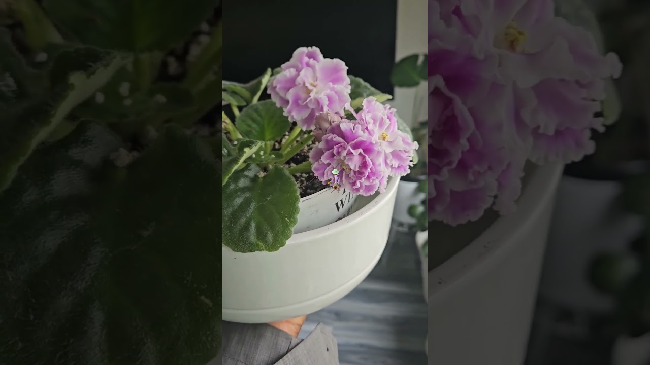 #saintpaulia_ionantha #lavgarden #africanvioletlove #viral #rebloom #сортовыефиалки #цветущиефиалки
