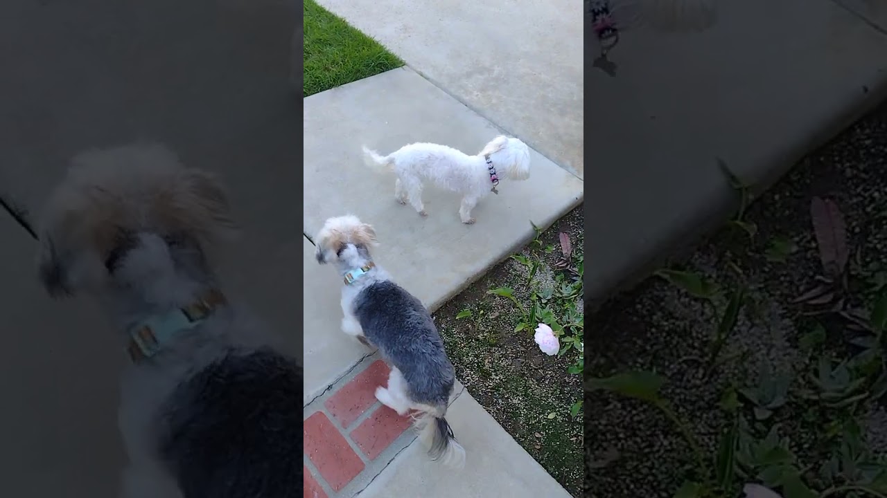 2 pm walk 