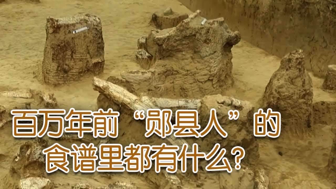 &ldquo;考古中国&rdquo;重大发现！动物化石再现百万年前&ldquo;郧县人&rdquo;食谱 | 中华国宝