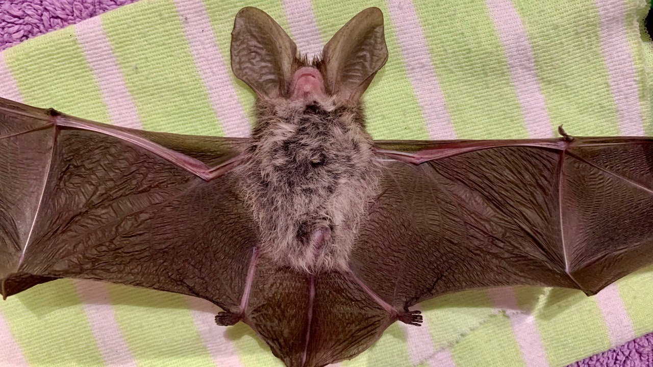Rescuing a microbat:  this is Ouphe