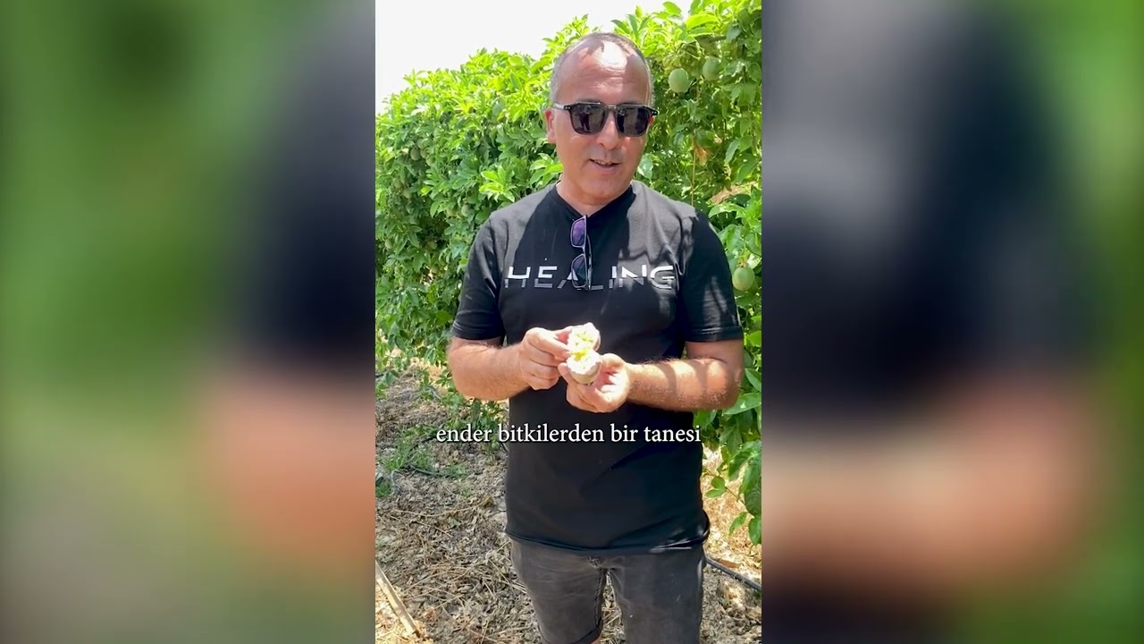 Mersin’deki üreticilerin gözdesi ‘Passiflora’