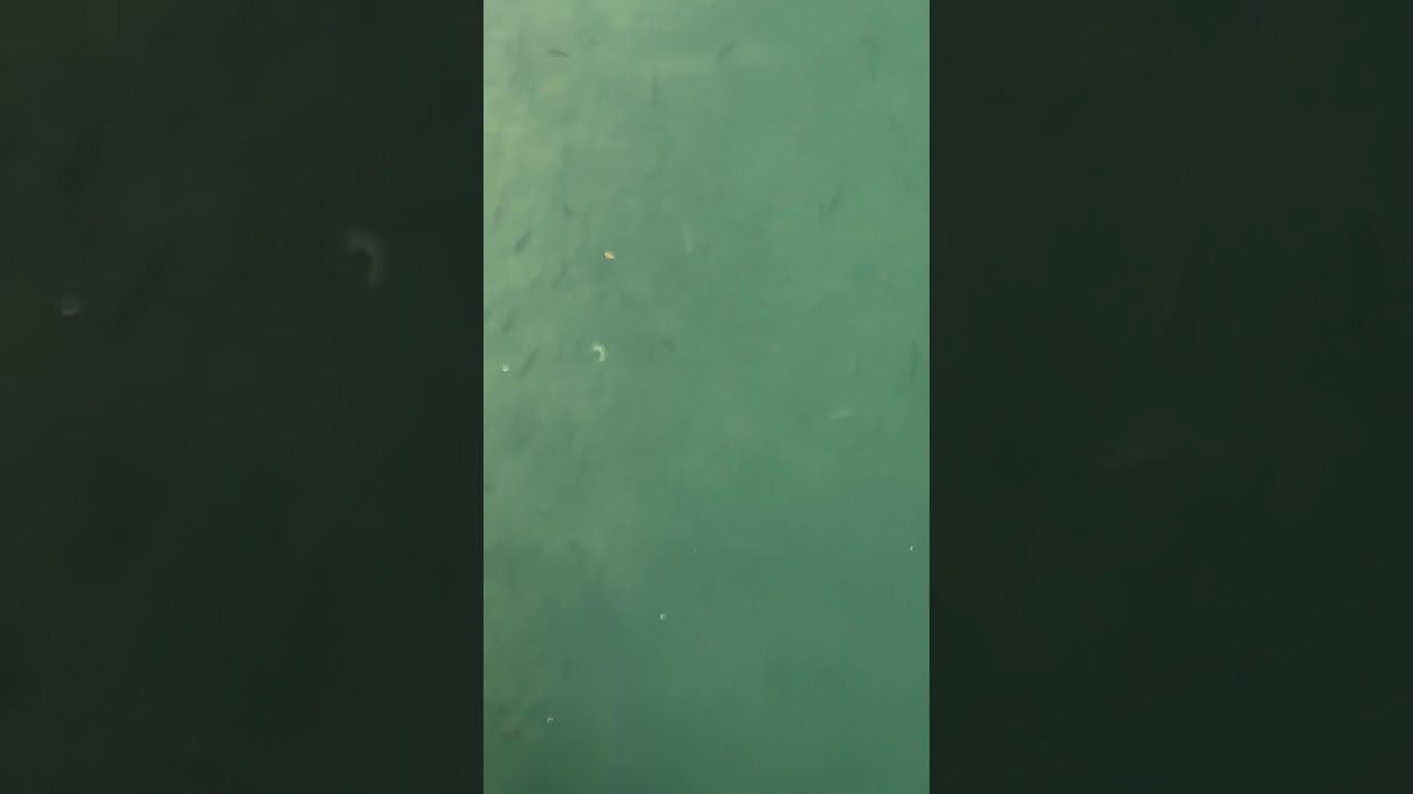 lockdown blue lagoon fishing paradise for fisherman