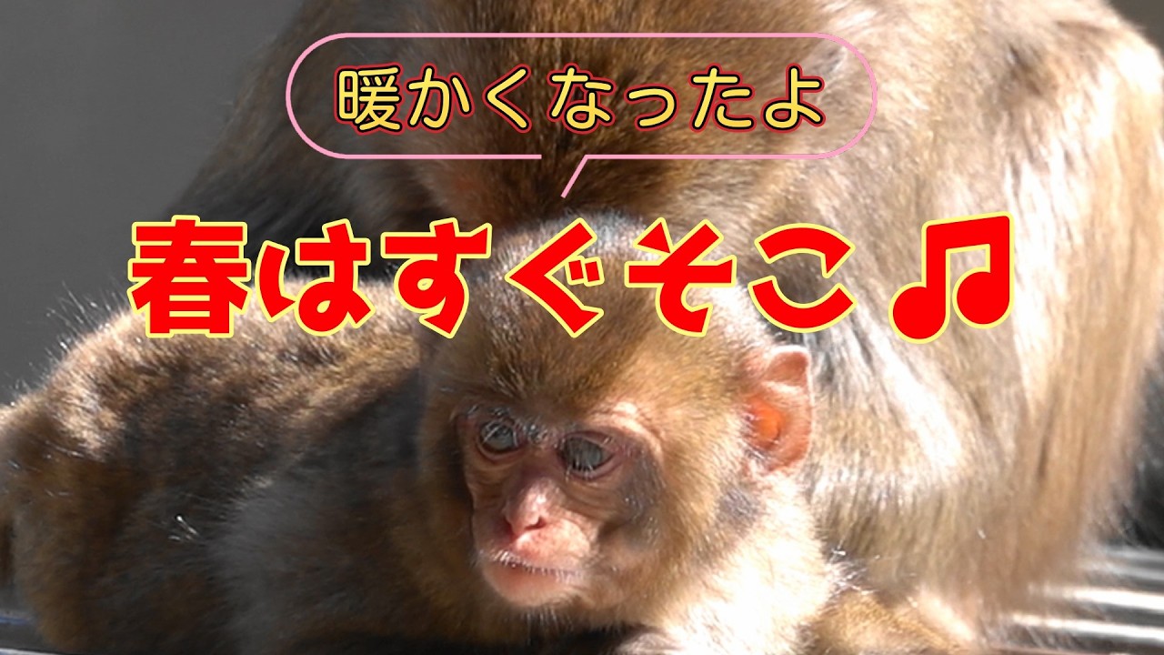 もうすぐ春だよ！サル達にもそろそろ春がやってくる！2026.3.14 【高崎山のサル達・高崎山自然動物園】
