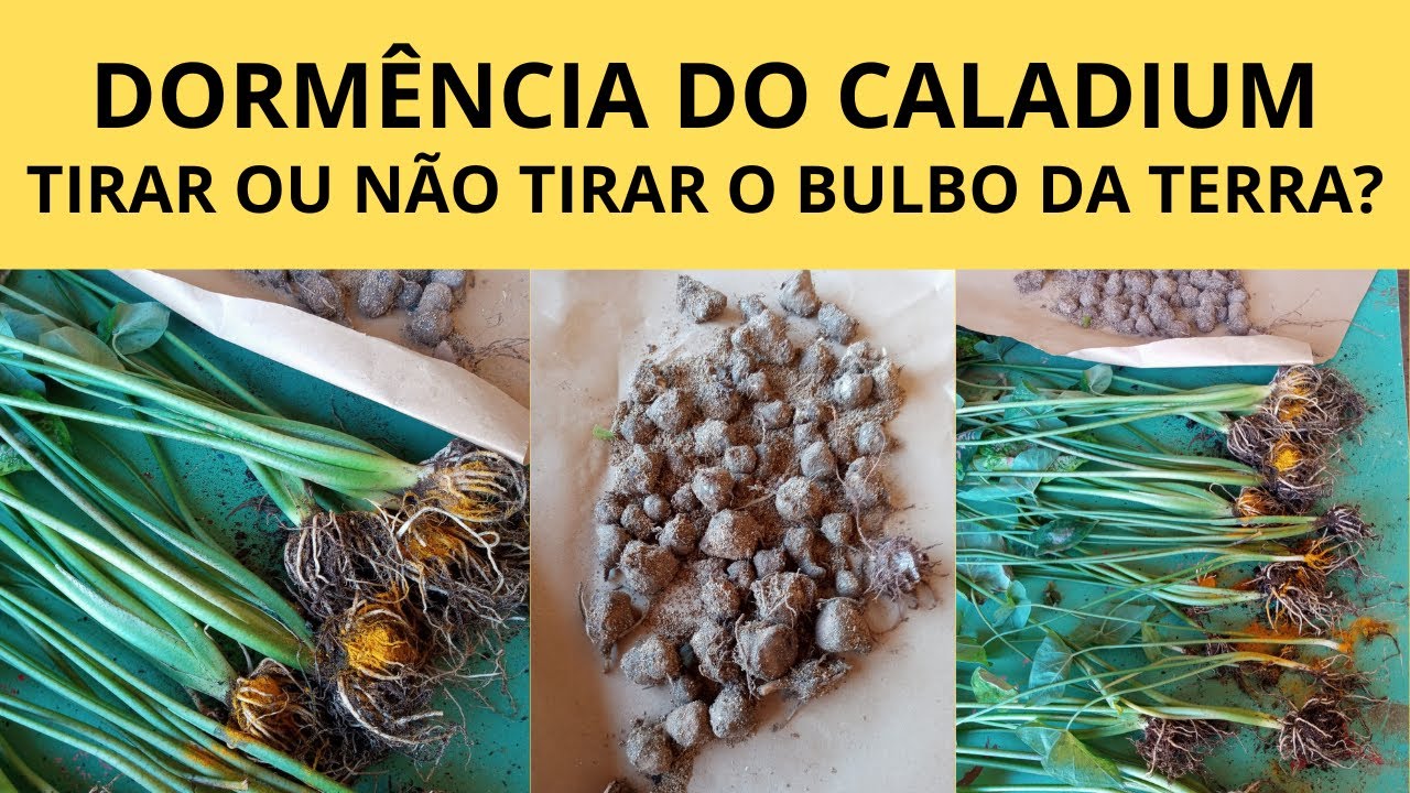 DORMÊNCIA DO CALADIUM | TIRAR OU NÃO TIRAR O BULBO DA TERRA?