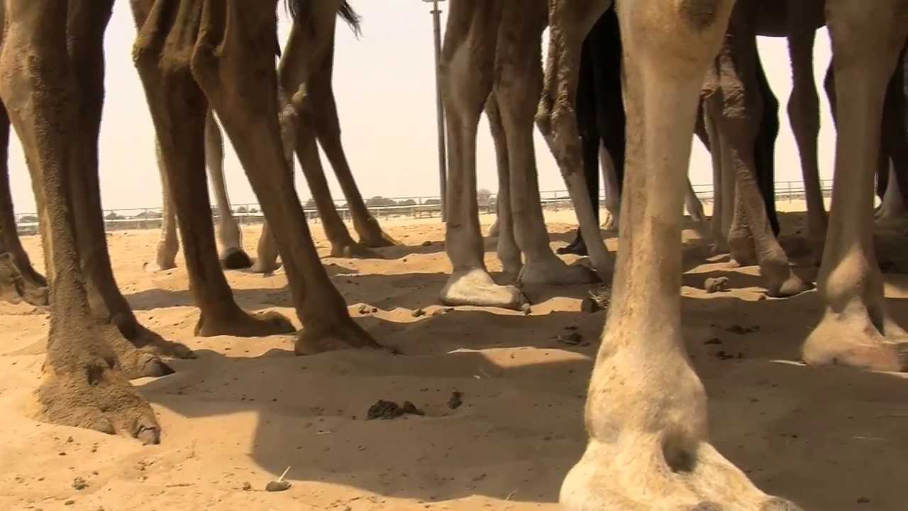 Camel milk farming in UAE