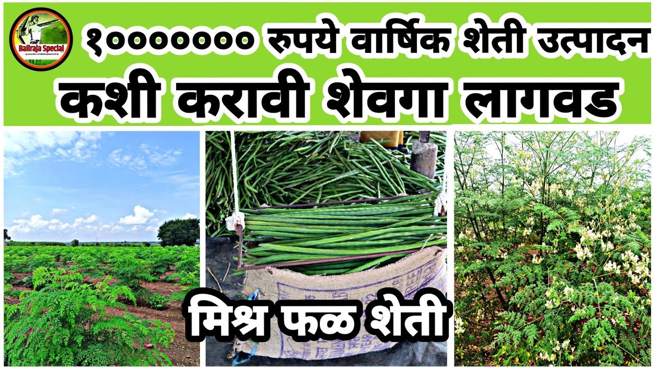 एक कोटी रुपयांचे वार्षिक शेती उत्पादन.  #शेवगा_लागवड ,मिश्र फळ शेती, शेवगा, डाळिंब,पेरु