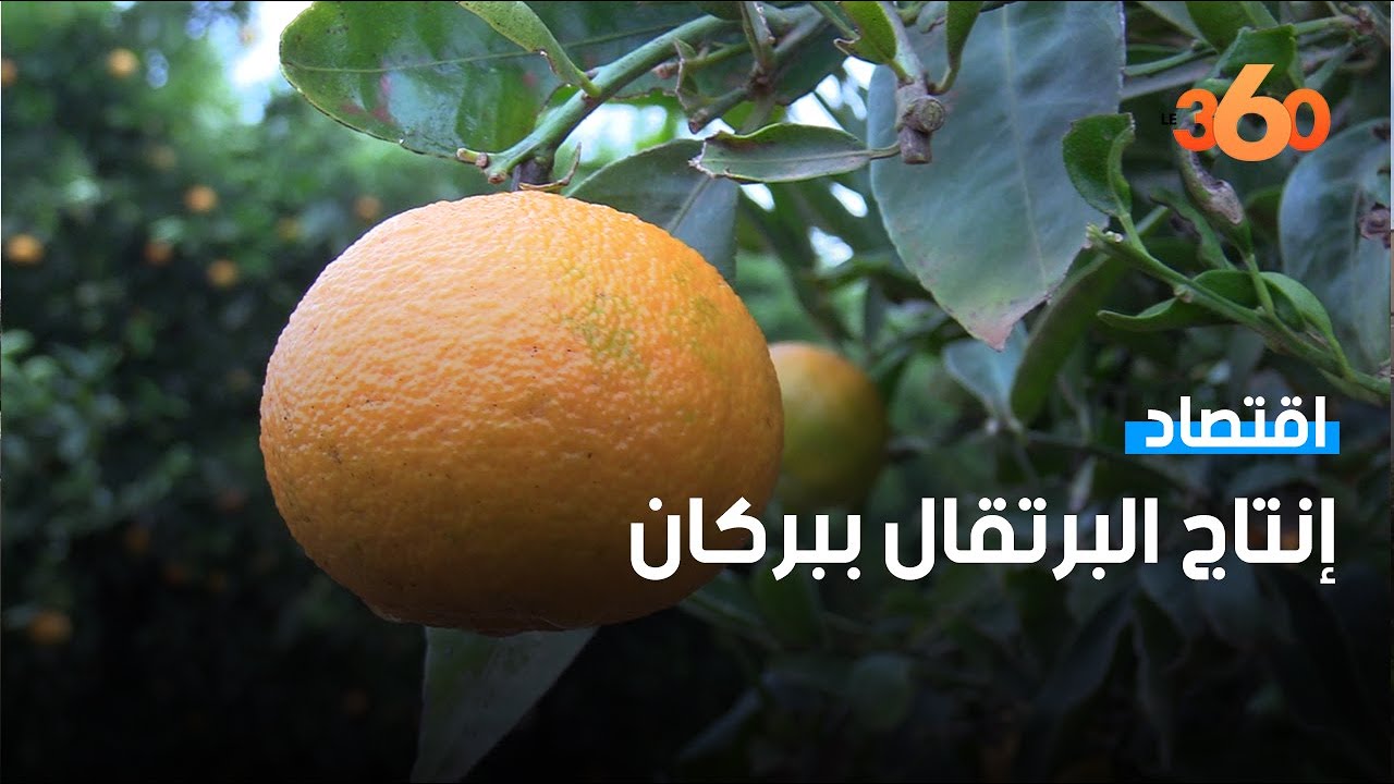 تفاؤل بحجم إنتاج البرتقال ببركان رغم الصعوبات المناخية