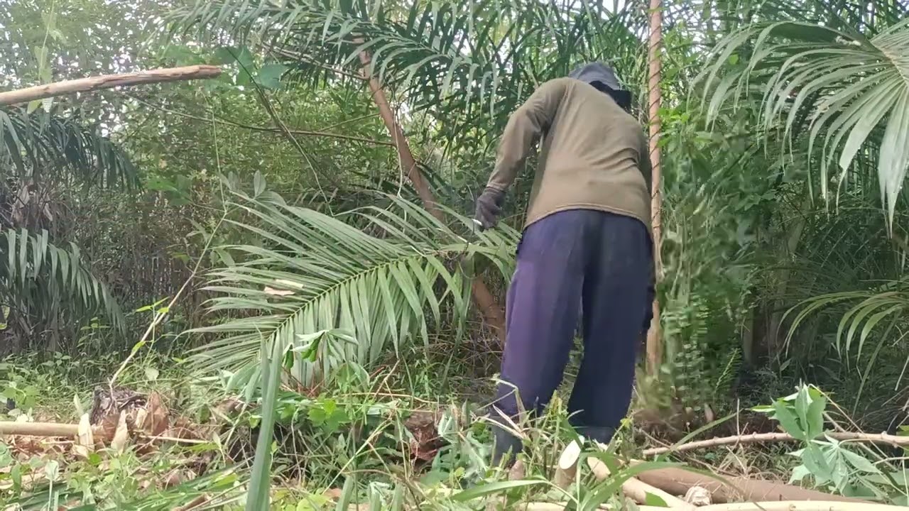 Meski Sawitnya Kalah Tinggi Sama Anak Kayu Tapi Buahnya Lumayan Bagus