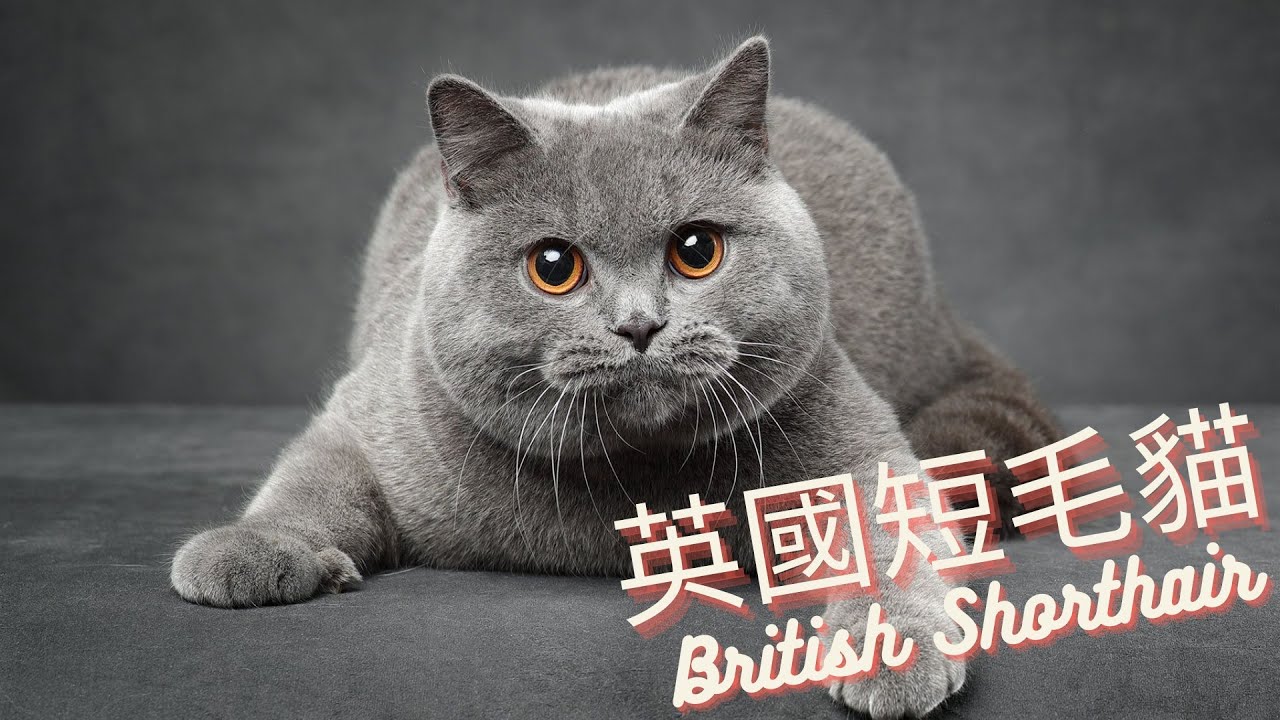 3分鐘了解品種貓 - 英國短毛貓