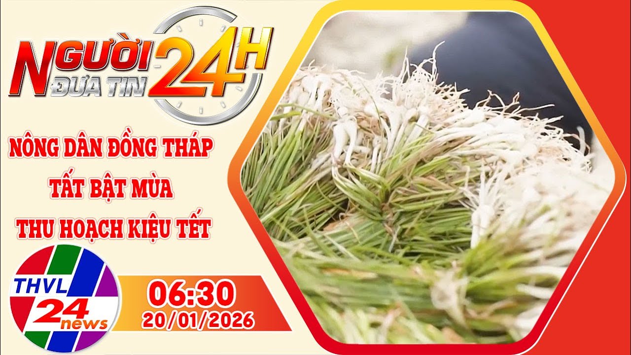 Người đưa tin 24H (6h30 ngày 20/01/2026): Nông dân Đồng Tháp tất bật mùa thu hoạch kiệu Tết