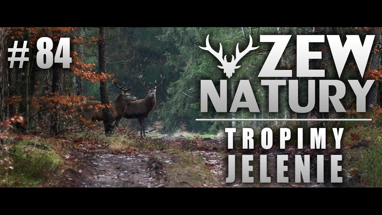 Zew Natury #84 - Tropimy jelenie