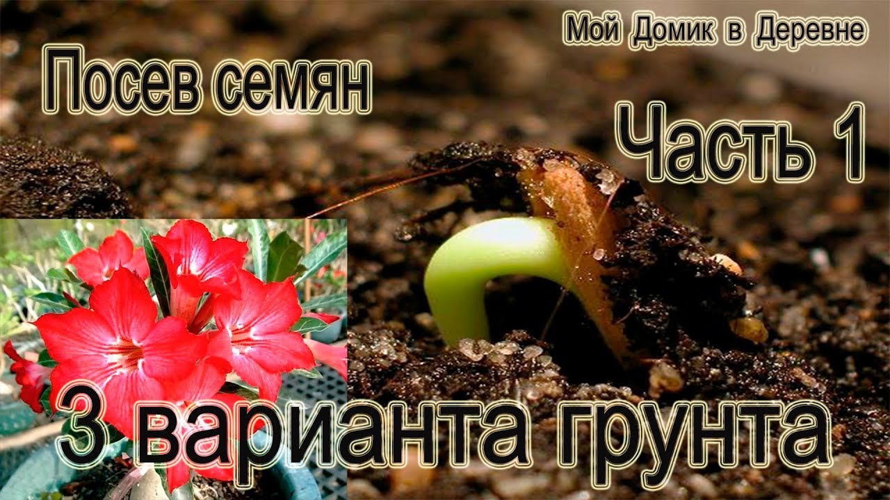 Адениумы! Посев семян! (Часть 1)