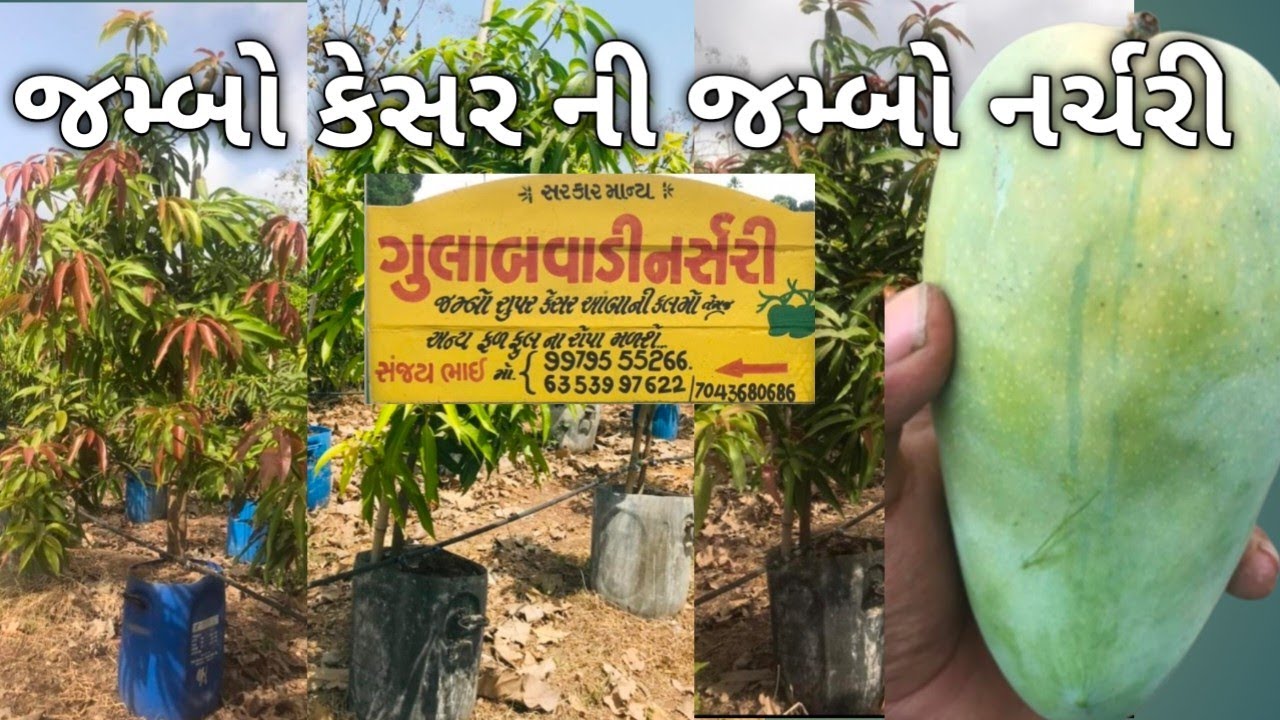 જમ્બો કેસર ની જમ્બો નર્ચરી.... ગુલાબવાડી રતાંગ ગીર. 100 ₹થી 10000 ₹ ની કલમો.
